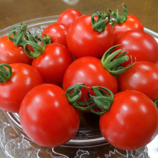 ミニトマト エコスィート｜WEBカタログ｜未来アグリス株式会社|未来