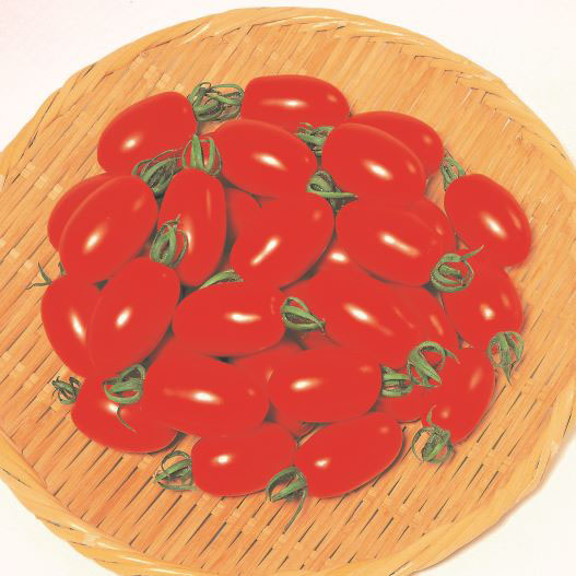 ミニトマト　アイコ シリーズ 