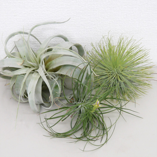 エアープランツ 