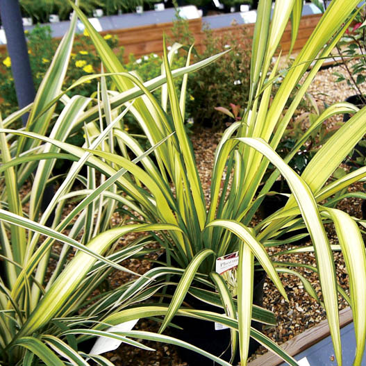 フォーミューム