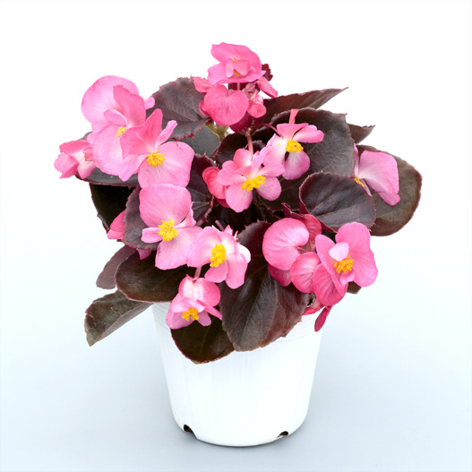 ベゴニア センパフローレンス　セネタiQ シリーズ 