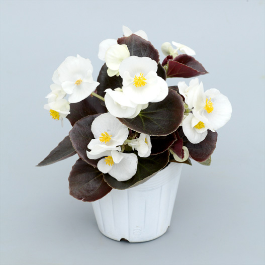 ベゴニア センパフローレンス　セネタiQ シリーズ 