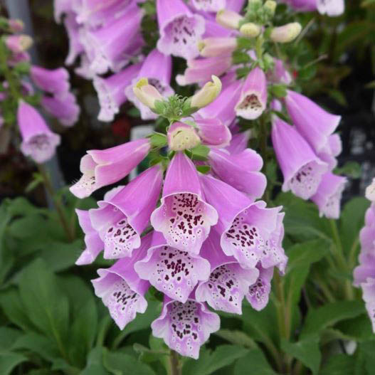 ジギタリス　ダルメシアン 