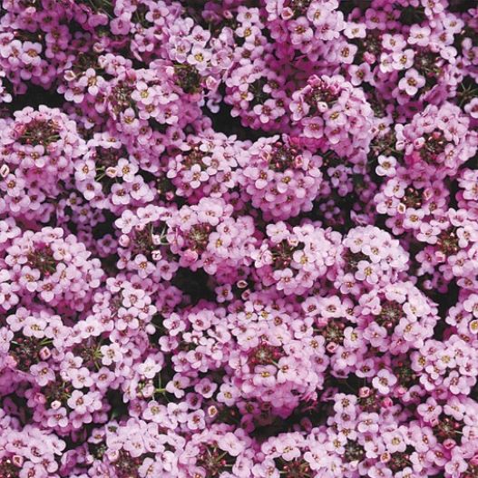 アリッサム　ワンダーランド シリーズ 