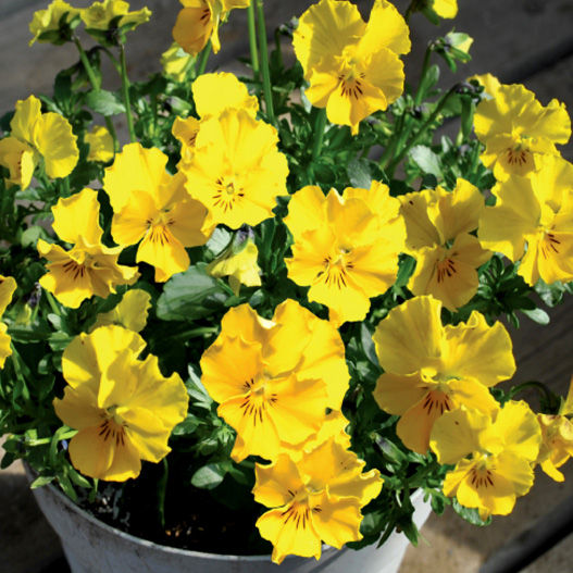 パンジー　花ろまん すみれ 