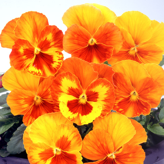 パンジー ユニーク系