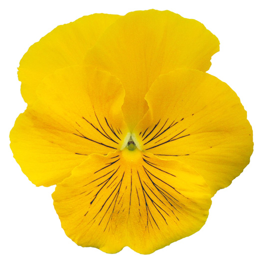 パンジー キャッツプラス