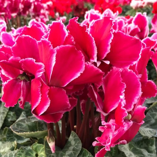 シクラメン 松尾シルバーエッジフリル