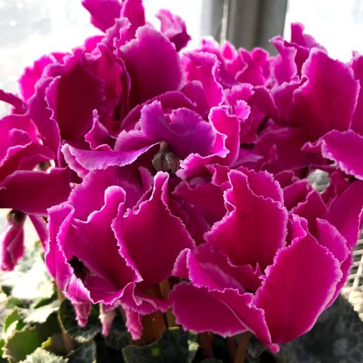 シクラメン 松尾シルバーエッジフリル