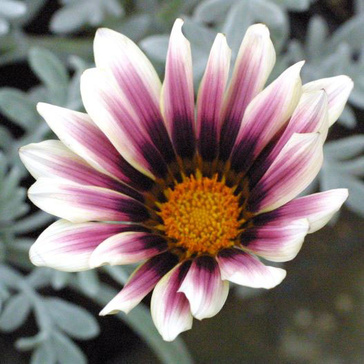 ガザニア　ニューコレクション 