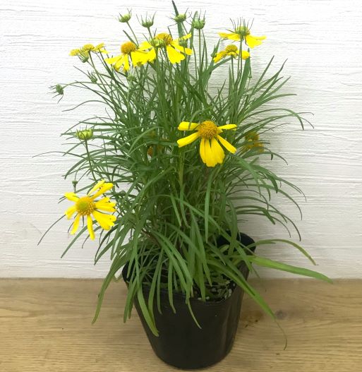 ヘレニウム　ダコタゴールド 