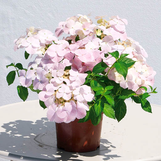 ハイドランジア　フレンチボレロ 