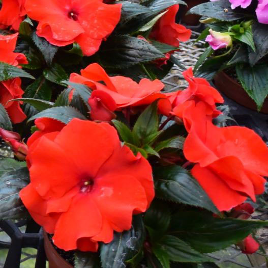 ニューギニアインパチェンス　ラッフル 