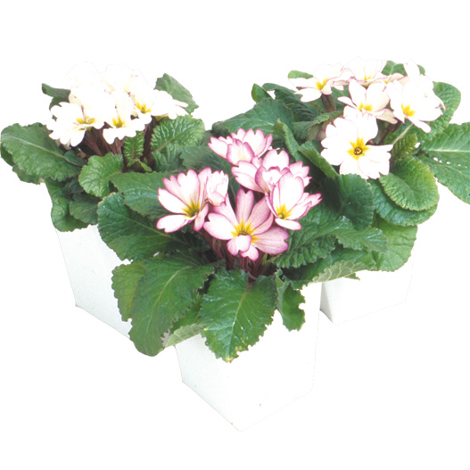 プリムラ ジュリアン ポニー