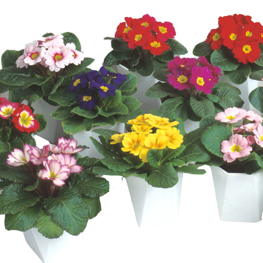 プリムラ ジュリアン ポニー