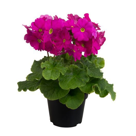 プリムラ オブコニカ F1 タッチミー ミニ シリーズ