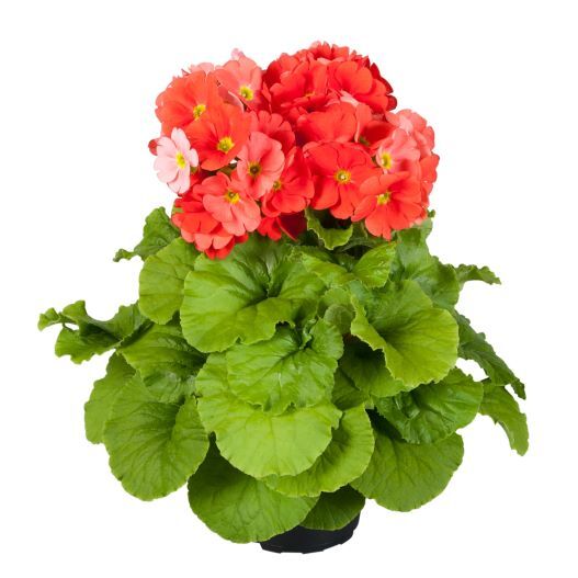 プリムラ オブコニカ F1　タッチミー ミディ シリーズ 