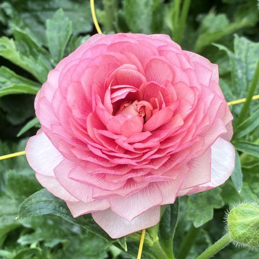 ラナンキュラス　ラックス シリーズ 