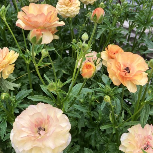 ラナンキュラス　ラックス シリーズ 