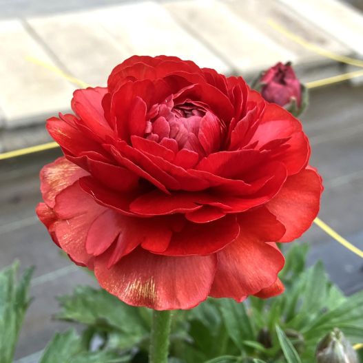 ラナンキュラス　ラックス シリーズ 