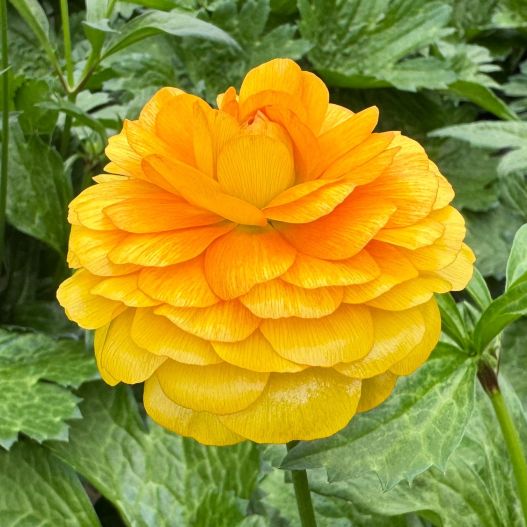 ラナンキュラス　ラックス シリーズ 