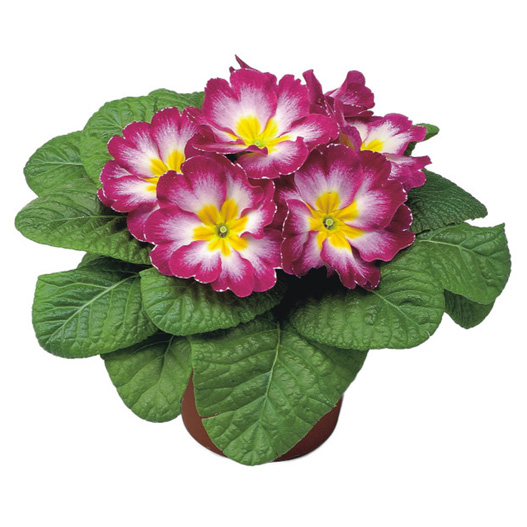 プリムラ アコーリス F1　ボネリ シリーズ 