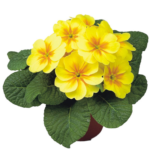 プリムラ アコーリス F1　ボネリ シリーズ 