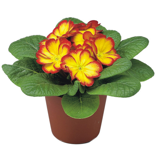 プリムラ アコーリス F1　ボネリ シリーズ 