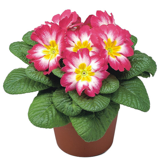 プリムラ アコーリス F1　ボネリ シリーズ 