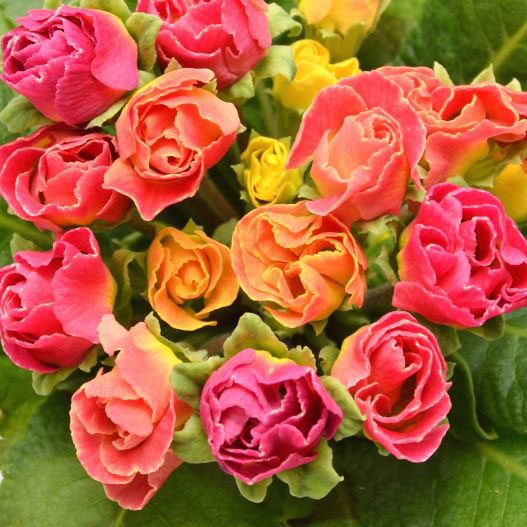 プリムラ ジュリアン　プレミアムジュリアン ピーチフロマージュ 