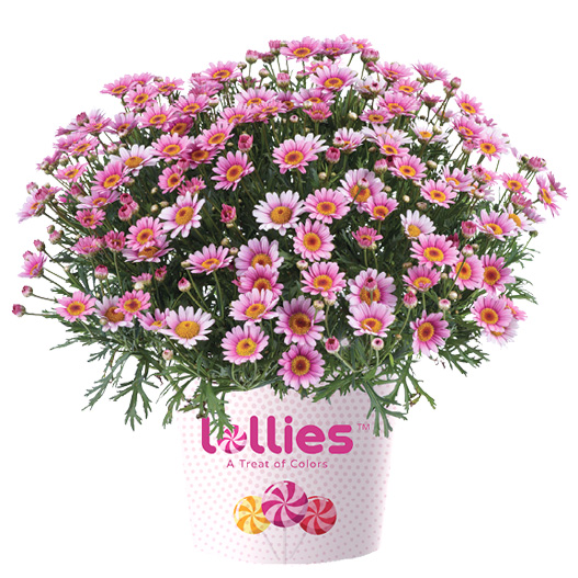 マーガレット ロリーズ (Lollies)