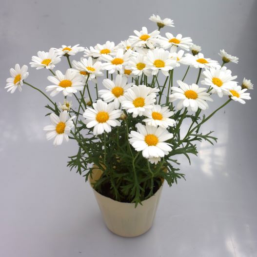 マーガレット ロリーズ (Lollies)