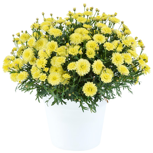 マーガレット　アンジェリック 