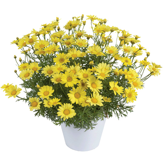 マーガレット　アンジェリック 