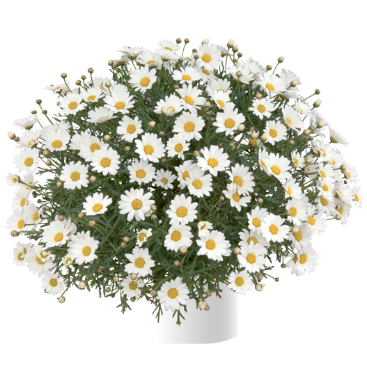 マーガレット　アンジェリック 