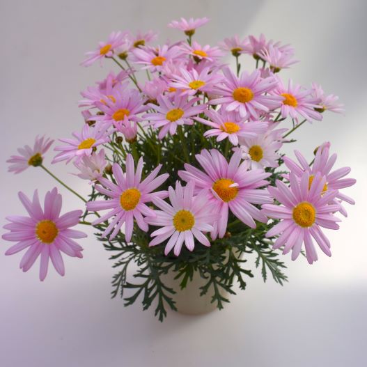 マーガレット　アンジェリック 