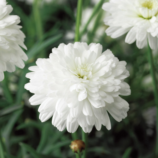 マーガレット　モリンバ 