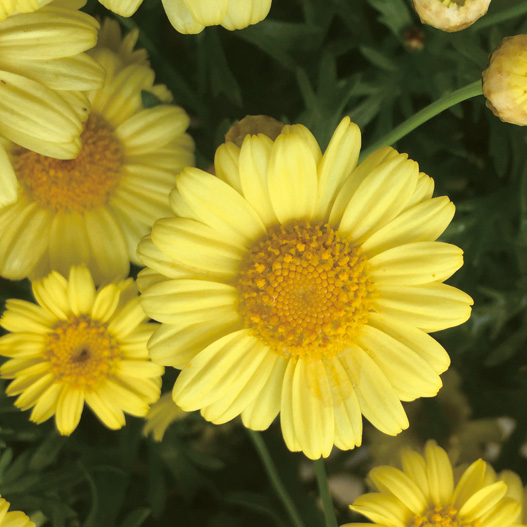 マーガレット　モリンバ 