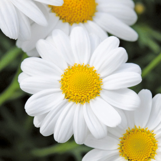 マーガレット　モリンバ 