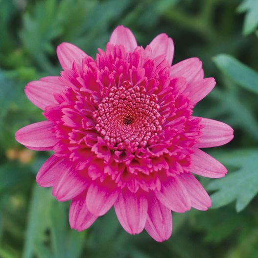 マーガレット　モリンバ 