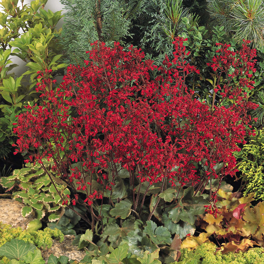 ヒューケラ コレクション