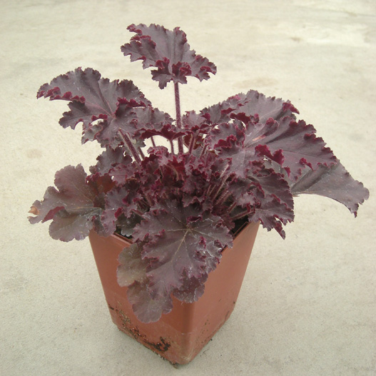 ヒューケラ コレクション