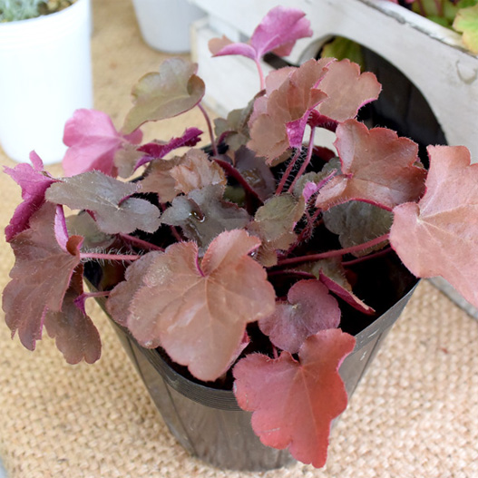 ヒューケラ コレクション