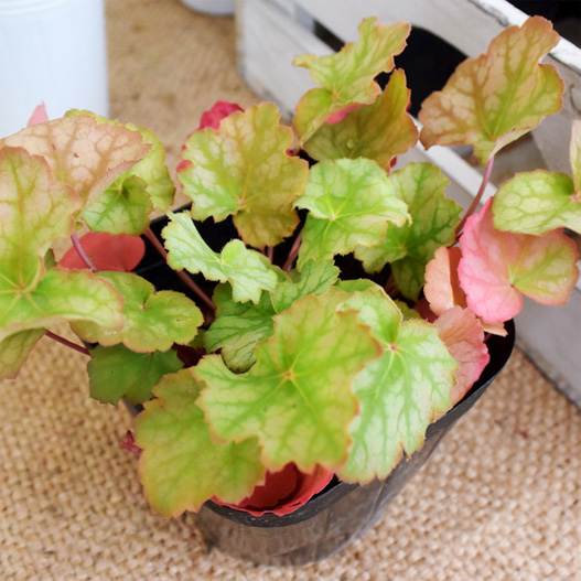 ヒューケラ コレクション