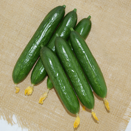 キュウリ　べランダキュウリ 