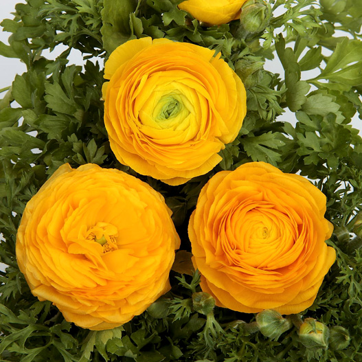 ラナンキュラス F1　ワンダーランドiQ 