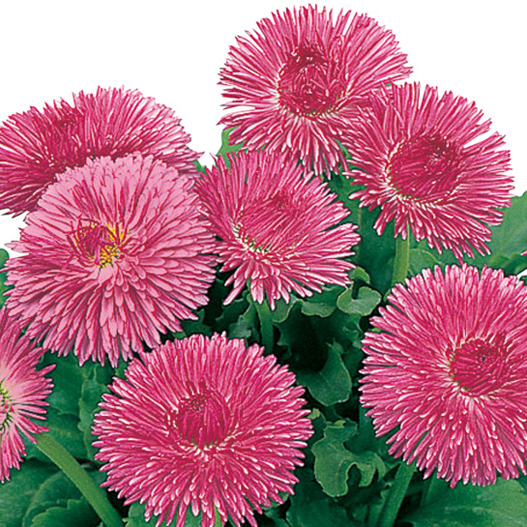 デージー　チロリアンデージー シリーズ 