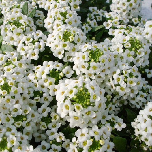 アリッサム　アルール シリーズ 