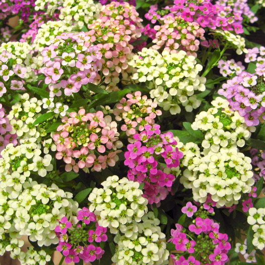 アリッサム　アルール シリーズ 