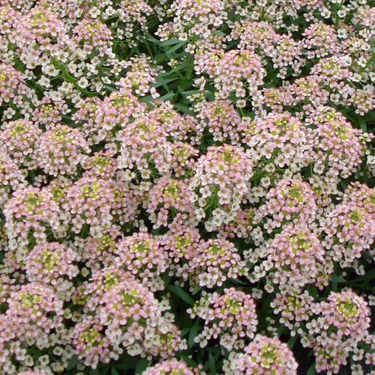 アリッサム　アルール シリーズ 